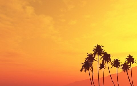 Palm